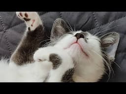 😂 Funniest Cats Videos 😺🐶 || 🥰😹 Hilarious Animal Compilation №692