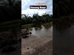 Diserang Buaya BESAR