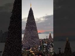 Giant Christmas tree!