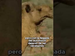 ¡La invasión de los camellos en Australia!