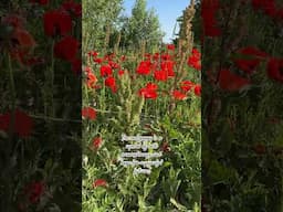 Remembrance and hope. #redpoppy #hope #peace