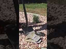 Transform Weedy, Dead #Lawn into Rock #Garden #droughttolerant #lawncare #xeriscaping