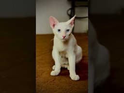 #cat #turkishcat #catbehavior #catvideos #petlovers #funny