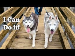 Our Husky Was SO BRAVE on this Bridge!