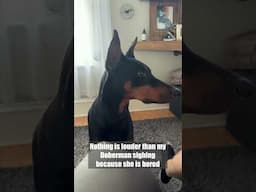 Lets Do Something #dog #funny #puppy #doberman #dobermanpinschers #dobermanpuppy #dogsfunny