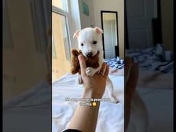 Him smelling all the puppy memories🥹🤍#dogshorts #dogmom #dog #pets #puppy #doglife #cute #trend