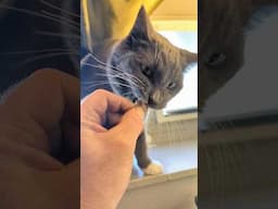 Beefy Cat.
