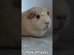 Art Supplies... Chosen by a GUINEA PIG?! #shorts #artchallenge #guineapig