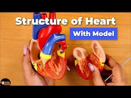 Anatomy of the Heart | Structure of Human Heart