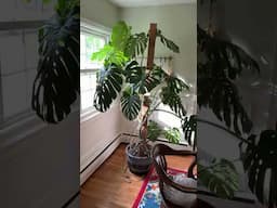Started this big mama from a cutting five years ago #monstera #monsteraseliciosa #houseplant