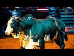 FINAL EM TOUROS - Campeões do Rodeio de NOVA ESPERANÇA-PR 2025