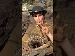The Echidna’s Wild Anatomy