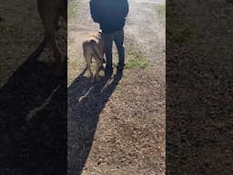 Body language clarity #dogtraining #dogcoach #puppy