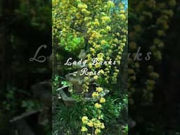 Lady Banks Rose, a miracle of nature 🌱