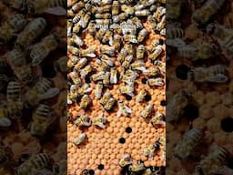 What do ya think about this?? #beekeeping #fyp #funny