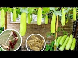 Bottle Gourd plant growing from seedlings to harvest step by step, Gourd trellis design & harvesting