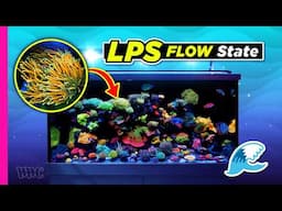 LPS and Softies Galore | 120 Gallon Tank Tour