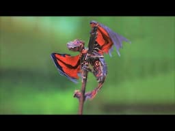 10 Astonishing Animals You ve Never Seen Before!