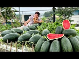 No Garden Needed, Just a Little Soil, I Had a Watermelon Garden Full of Fruit!