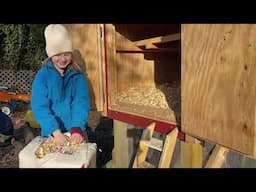 Taking Care of Chickens