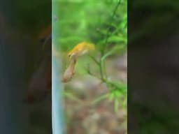 Cory's Current Favorite Fish? 🤔

#aquariumcoop #aquariumadvice #fishtank
