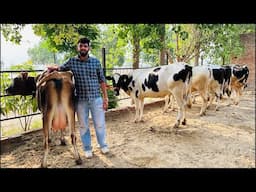 🛑Live🛑Sahib Dairy Farm || Top class Breed Cows || Call-95180-55688