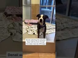 340 Heartbreaking Days In Shelter "Full Video ☝️"