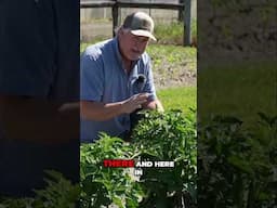 Determinate Type Tomatoes - Why We Grow Them! #growhoss #growyourownfood #gardening