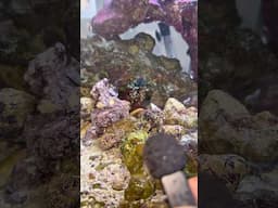 Wisdom from my Mantis Shrimp