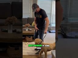Redirected Aggression From Resource Guarding #dogtrainer #dogtraining #dogtrainingtips