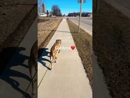 Big human reactive pitbull! Cardoza