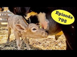 Loading Alley is DONE! Plus a Calf Update