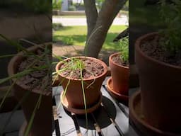 New herb garden 🪴 Can you name them all? 😊 #garden #herbgarden #marieskitchen