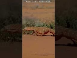 How Monitor lizards can Chase down Mammals #wildlife #evolution #animalscience #facts #animals