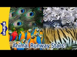Animal Runway Stars! Fur, Feathers, and Fabulous! Animal Fashion Show Fun | Little