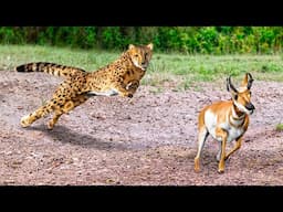 Animals Messed With the Wrong Opponent