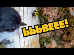Cute Chickadee Scared of Funny Bumblebee | Bird Nestbox Life