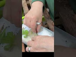 Take cuttings from your dahlias #gardening #gardeningforbeginners #gardeningtips