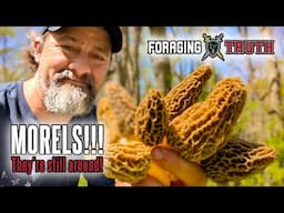 Morels 2025 - the season isn't over yet!  #nature #mushroom #foraging #morels #forest