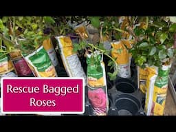 Rescue Bagged Roses