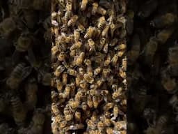 Huge swarm of bees