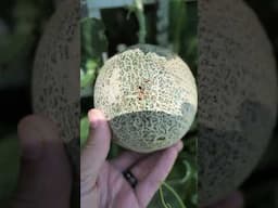 My Tower Garden Cantaloupes Are Full Of WORMS! #towergarden #hydroponics #gardening #towergardening