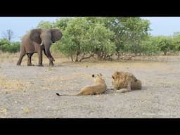 Elephant encounters a mating lion couple nearby a Savuti waterhole in Botswana.