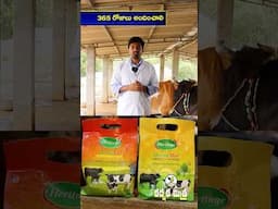 పశువులకు ఈ ఖనిజ లవణ మిశ్రమం తప్పనిసరి  || Mineral Mixture for Dairy Cattle || Karshaka Mitra #Shorts