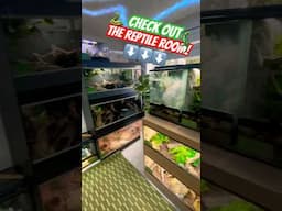 Check out our room!🦎 #reptileroom #reptiles