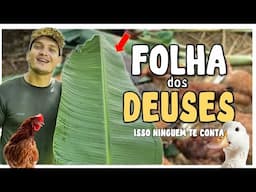1 FOLHA DESSA PLANTA VALE OURO PARA SUAS AVES!!
