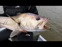 116cm (16.5kg) Kob on Light Tackle #fishing #bigfish #catchandrelease #fishingsouthafrica #mulloway