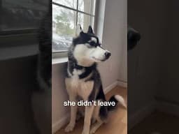 puppy FREAKS OUT when mom leaves without him! #shorts