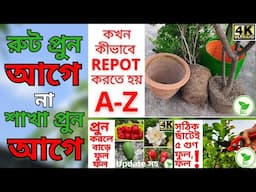 রুট নাকি ডালপালা- কোনটি আগে প্রুন করবেন? Roots or Branches - Which Should Prune First? @RAJGardens