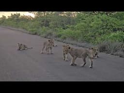 Playful Sub Adult Lion Cubs Approach Safari Vehicle  Close Up Kruger Park Sighting. #safari #nature